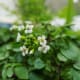 Watercress flowers.