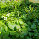 Watercress.