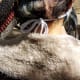 We wear our masks with the loop sitting on top and pull the mask until it is snug and tie it at the bottom. We have found that putting the loop higher up on the head, rather than where it is placed here, is actually more comfortable for our ears