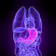 Irritable Bowel Disease and Celiac Disease often afflict Lupus patients.