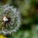 Allergies may be caused by factors such as dust mites; pollen from trees, plants, grasses, and weeds; animal dander; molds; contact lenses and lens solution; and cosmetics.