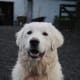My Maremma