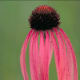 Echinacea is also known as American Cone Flower, Black Sampson or Black Susans