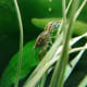 cajun-dwarf-crayfish-care