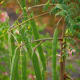 Moringa pods containing seeds on a Moringa tree.