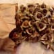 Moringa seeds, dried. Moringa seeds can be ground into a powder used to purify water.