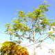 My Moringa o. tree on September 10, 2016, filled with seed pods.