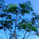 My Moringa o. tree. Moringa trees must be harvested before cold weather hits.