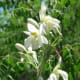 Moringa flowers growing on a tree.
