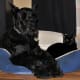 The Giant Schnauzer is a great large breed that does not shed much.