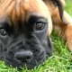 Boxer puppy