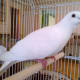 A pet Java dove in its cage.
