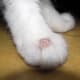 Typical appearance of ringworm in a cat; note the missing fur