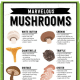 Mushrooms are like a probiotic in that they promote healthy gut bacteria. The nerve cells in our gut manufacture 80 percent to 90 percent of our body's serotonin. Serotonin is the critical neurotransmitter that keeps us sane and free of the blahs.