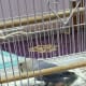 Lulu, my female lovebird laid an egg on 6th October 2016.