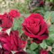 the-meaning-of-roses