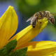 Honey bees talking to each other.