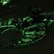 Necron Grand Cruiser - Scourge (Nepheru Sub-Faction)