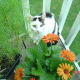 I think I am a happier 'cat ' when I take my meds. Life is brighter.