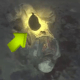 vulture-aid-in-buried-call-of-duty-black-ops-2-zombies