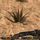 Harvesting Yucca