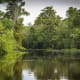 Swamp
