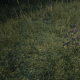Burdock Root