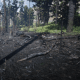 The Volatile Fire Bottle Pamphlet can very appropriately be appropriated in this burned section of forest.