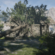 The Homing Tomahawk Pamphlet can be found in this flattened house by Moonstone Pond. The only way to get in is by climbing along this fallen tree.