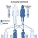 The pattern of Von Hipple- Lindau through generations.