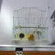 Lovebird Mumu waiting to jump out of his cage.