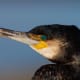 Great Cormorant
