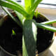 The latest little Aloe vera begin their lives (third generation).