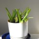 Up and coming little Aloe vera from the same mother plant (third generation).