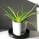 This is the first set of Aloe babies big enough to use for burns (third generation).