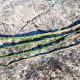 gathering-curing-and-braiding-sweetgrass