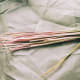 gathering-curing-and-braiding-sweetgrass