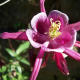 Wild Columbine.