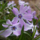 Blue Phlox