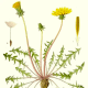 The dandelion root is filled with the vitamins and minerals discussed above, including vitamin A, B, C, and D, iron, potassium, and zinc.
