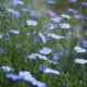 Flax makes a lovely and drought-tolerant garden plant as well, growing in clumps and drifts. Whole fields are grown in some places, for oil, linen, etc.