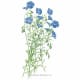 A single clump of blue flax blooms is a striking addition to a corner planting. The petals wilt and set again each afternoon over a long growing period.
