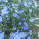 Flax plants are beautiful and useful, providing an array of products and cures for man and beast.