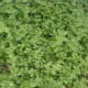 Chickweed (Stellaria media) herb helps stop itch on contact.