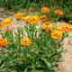 Calendula officialis, also known as calendula.