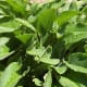 Comfrey (Symphytum officinale) helps heal skin tissues quickly.