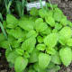 Lemon balm herb is the best known natural remedy for helping to heal herpes.