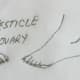 figure 14, points for the sex glands near the ankles