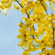 Amaltas flowers