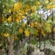 Cassia fistula fruits